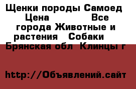 Щенки породы Самоед › Цена ­ 20 000 - Все города Животные и растения » Собаки   . Брянская обл.,Клинцы г.